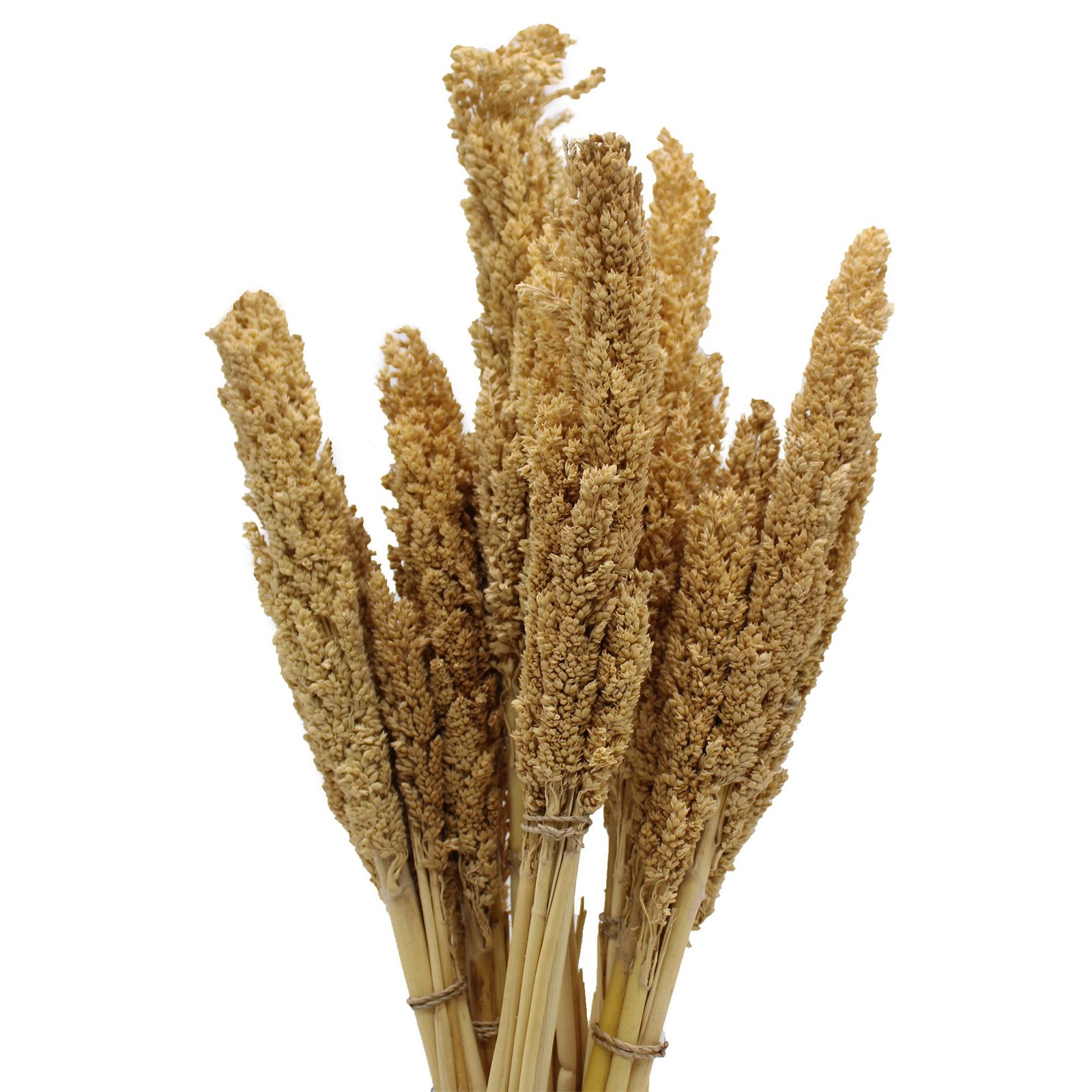 Natūralus „Cantal Grass“ žolės ryšulėlis – lengva sodo ir namų dekoracijos paslaptis